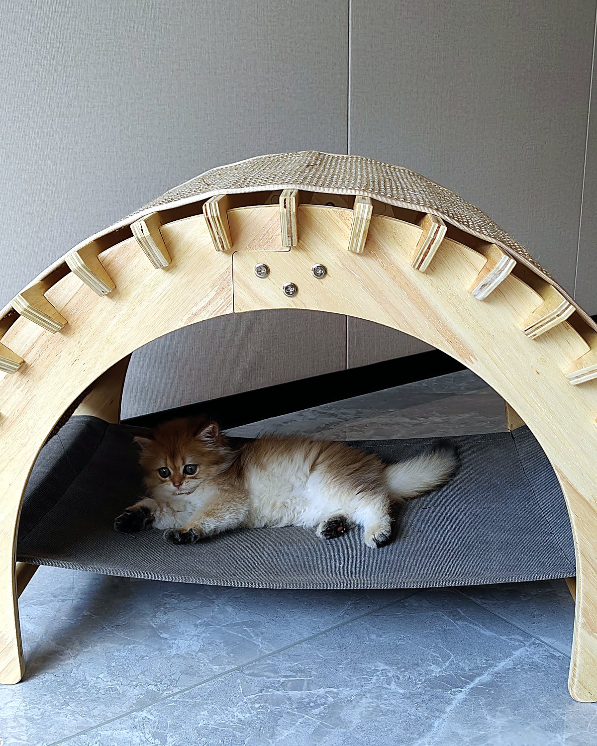 Golden British Longhair kitten resting inside a solid wood arched cat lounger