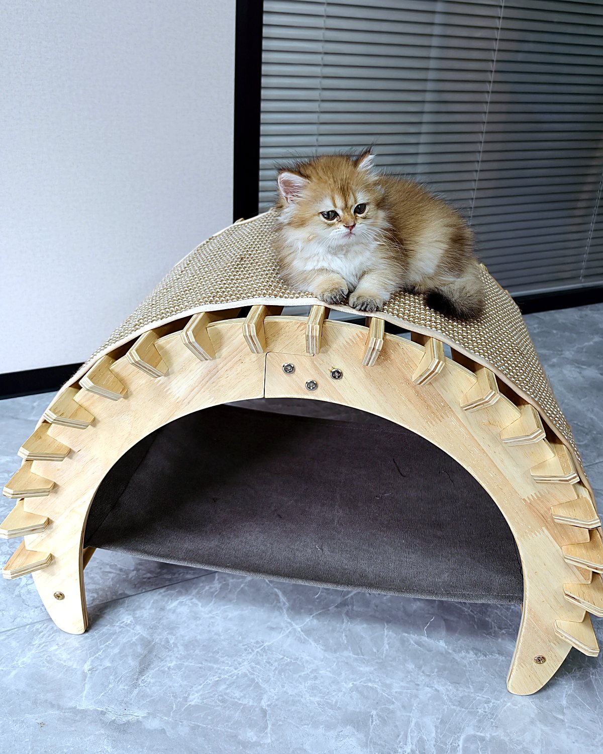 Kitten looking out from under a solid wood arched scratcher lounger
