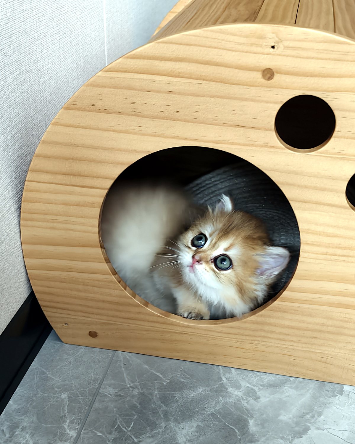 Kitten peeking out of the round opening of a solid wood barrel cat house