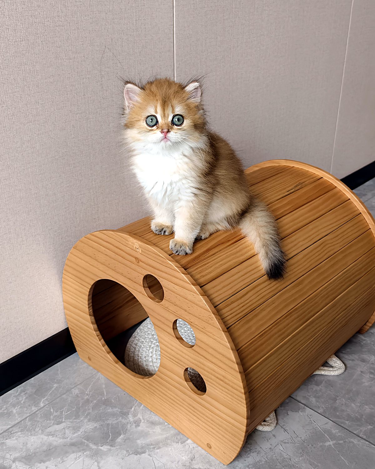 Kitten sitting on top of a rounded solid wood barrel cat house