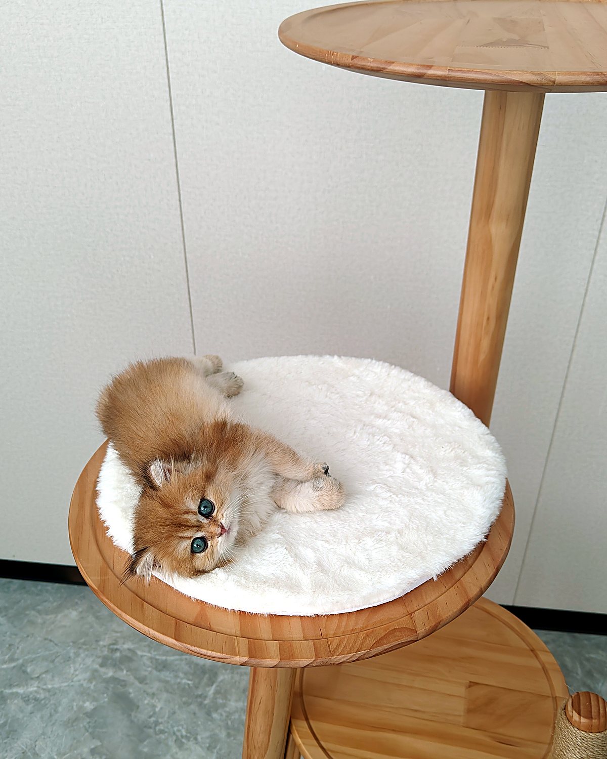 Kitten climbing onto the padded platform of a solid wood cat tree side table