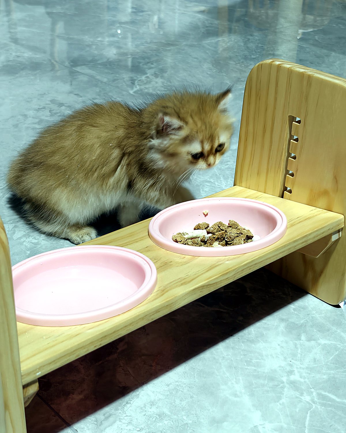 Kitten eating from a raised solid wood feeding stand with two ceramic bowls