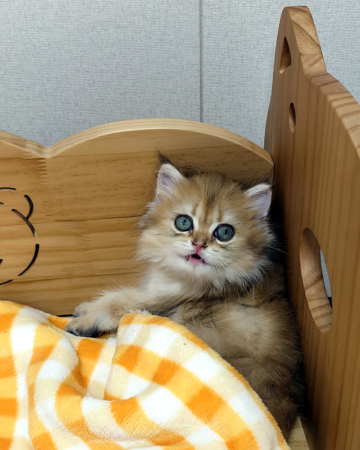 Kitten sleeping under a checked blanket in a solid wood pet bed with a carved bear motif
