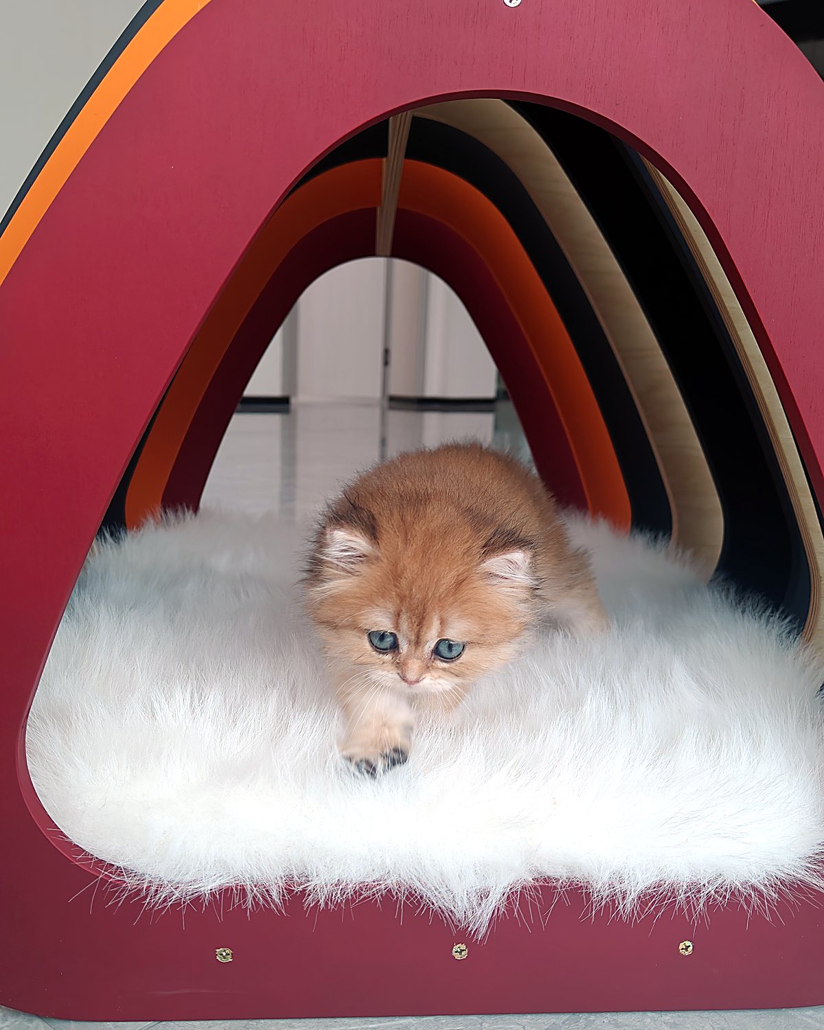 Kitten sitting on a plush pad inside a colourful rainbow arch wooden pet bed